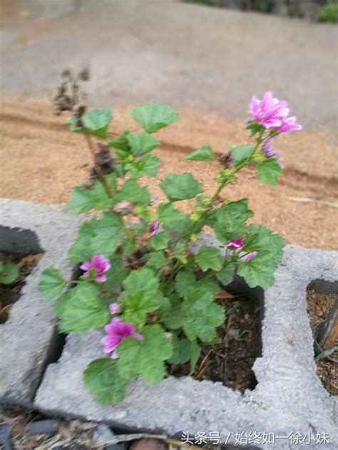 不要採摘花朵|路邊野花不要採 防致敏中毒